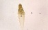  (Hydrachna sp. 2MC - G-HY-HYSP2-BK49-02)  @11 [ ] Creative Commons-Attribution Non Commercial-Share Alike (2021) Mirela Cimpean Unspecified
