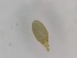 ( - G-HY-HYSP2-J1R82-02)  @11 [ ] Creative Commons-Attribution Non Commercial-Share Alike (2021) Mirela Cimpean Unspecified