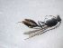  (Agriotypinae - HAICAA_FI1_01)  @11 [ ] Creative Commons-Attribution Non Commercial-Share Alike (2021) Lujza Keresztes Unspecified