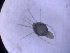  ( - HY-AR-FI2bm-01)  @11 [ ] Creative Commons-Attribution Non Commercial-Share Alike (2022) Cîmpean Mirela Unspecified