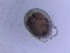  ( - HY-AR-FI2bm-02)  @11 [ ] Creative Commons-Attribution Non Commercial-Share Alike (2022) Cîmpean Mirela Unspecified