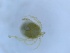  ( - HY-LE-FI2e-03)  @11 [ ] Creative Commons-Attribution Non Commercial-Share Alike (2022) Cîmpean Mirela Unspecified