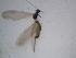  ( - PLLESP-IZ2b-01)  @11 [ ] Creative Commons-Attribution Non Commercial-Share Alike (2021) Lujza Keresztes Unspecified