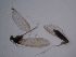  ( - TRAGSP-FI2c-01)  @11 [ ] Creative Commons-Attribution Non Commercial-Share Alike (2021) Lujza Keresztes Unspecified