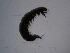  ( - TRHYSP-FI2d-06)  @11 [ ] Creative Commons-Attribution Non Commercial-Share Alike (2021) Lujza Keresztes Unspecified