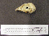  ( - 1B-33)  @11 [ ] CreativeCommons - Attribution (2010) Unspecified Royal Ontario Museum
