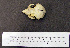  ( - 1B-252)  @11 [ ] CreativeCommons - Attribution (2010) Unspecified Royal Ontario Museum