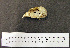  ( - 1B-252)  @11 [ ] CreativeCommons - Attribution (2010) Unspecified Royal Ontario Museum