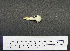  (Pelecanoides urinatrix - MKP 1638)  @12 [ ] Unspecified (default): All Rights Reserved  Unspecified Unspecified