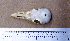  (Cathartes aura - 1B-3769)  @12 [ ] CreativeCommons - Attribution (2010) Unspecified Royal Ontario Museum