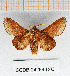  (Phyllodesma tremulifolia - CCDB-24269-D03)  @14 [ ] CreativeCommons  Attribution Non-Commercial Share-Alike (2016) Cristian Sitar Unspecified