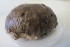  (Pachymatisma - M13HEL0136-2)  @11 [ ] Unspecified (default): All Rights Reserved  Unspecified Unspecified