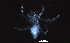  (Robustocheles - BIOUG23553-E08)  @13 [ ] CreativeCommons - Attribution (2016) CBG Photography Group Centre for Biodiversity Genomics