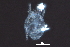  (Tydeinae - BIOUG25796-A06)  @13 [ ] CreativeCommons - Attribution (2016) CBG Photography Group Centre for Biodiversity Genomics