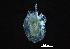  ( - BIOUG26106-F03)  @13 [ ] CreativeCommons - Attribution (2016) CBG Photography Group Centre for Biodiversity Genomics