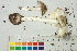  (Amanita bisporigera - BIOUG24047-A04)  @11 [ ] CreativeCommons - Attribution (2015) CBG Photography Group Centre for Biodiversity Genomics