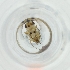  (Chlorops laetus - RRHP_033_H11)  @11 [ ] by  Genome Research Ltd as Wellcome Sanger Institute Genome Research Limited operating as Wellcome Sanger Institute