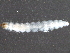  ( - BIOUG24021-D07)  @12 [ ] CreativeCommons - Attribution (2015) CBG Photography Group Centre for Biodiversity Genomics