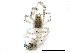  ( - BIOUG24025-H09)  @12 [ ] CreativeCommons - Attribution (2016) CBG Photography Group Centre for Biodiversity Genomics
