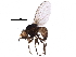  (Phytoliriomyza robiniae - BIOUG24032-H06)  @15 [ ] CreativeCommons - Attribution (2016) CBG Photography Group Centre for Biodiversity Genomics