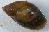  (Succinea - BIOUG24022-A09)  @14 [ ] CreativeCommons - Attribution (2015) CBG Photography Group Centre for Biodiversity Genomics