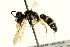  (Philanthus bilunatus - BIOUG24008-E03)  @13 [ ] CreativeCommons - Attribution (2015) CBG Photography Group Centre for Biodiversity Genomics