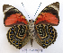  ( - BC-GSRR004)  @11 [ ] CCby (2024) Gilles Séraphin Research collection of Gilles Séraphin