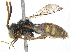  (Nomada bella - BIOUG21484-F07)  @15 [ ] CreativeCommons - Attribution (2015) CBG Photography Group Centre for Biodiversity Genomics