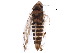  ( - BIOUG21568-B12)  @14 [ ] CreativeCommons - Attribution (2015) CBG Photography Group Centre for Biodiversity Genomics