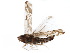  ( - BIOUG21768-D01)  @14 [ ] CreativeCommons - Attribution (2015) CBG Photography Group Centre for Biodiversity Genomics
