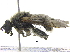  ( - BIOUG22242-F12)  @14 [ ] CreativeCommons - Attribution (2016) CBG Photography Group Centre for Biodiversity Genomics