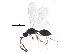  (Diapria nigricornis - BIOUG22294-G09)  @14 [ ] CreativeCommons - Attribution (2015) CBG Photography Group Centre for Biodiversity Genomics