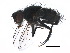 (Phorocera convexa - BIOUG21873-C06)  @14 [ ] CreativeCommons - Attribution (2015) CBG Photography Group Centre for Biodiversity Genomics