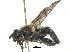  ( - BIOUG22326-A08)  @14 [ ] CreativeCommons - Attribution (2016) CBG Photography Group Centre for Biodiversity Genomics