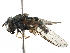  ( - BIOUG22326-G04)  @14 [ ] CreativeCommons - Attribution (2016) CBG Photography Group Centre for Biodiversity Genomics