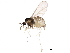  (Asteromyia modesta - BIOUG22366-G11)  @15 [ ] CreativeCommons - Attribution (2015) CBG Photography Group Centre for Biodiversity Genomics