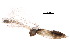  ( - BIOUG22464-G08)  @13 [ ] CreativeCommons - Attribution (2015) CBG Photography Group Centre for Biodiversity Genomics