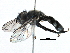  (Trichopsomyia - BIOUG22571-A09)  @15 [ ] CreativeCommons - Attribution (2016) CBG Photography Group Centre for Biodiversity Genomics