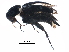  ( - BIOUG22929-H07)  @13 [ ] CreativeCommons - Attribution (2015) CBG Photography Group Centre for Biodiversity Genomics