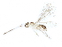  ( - BIOUG23404-E06)  @14 [ ] CreativeCommons - Attribution (2016) CBG Photography Group Centre for Biodiversity Genomics