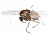  (Nilotanypus fimbriatus - BIOUG22577-E09)  @14 [ ] CreativeCommons - Attribution (2015) CBG Photography Group Centre for Biodiversity Genomics