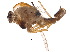  ( - BIOUG20569-F11)  @12 [ ] CreativeCommons - Attribution (2015) CBG Photography Group Centre for Biodiversity Genomics
