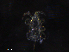  ( - BIOUG22631-E06)  @11 [ ] CreativeCommons - Attribution (2019) CBG Photography Group Centre for Biodiversity Genomics