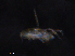  ( - BIOUG22631-G06)  @11 [ ] CreativeCommons - Attribution (2019) CBG Photography Group Centre for Biodiversity Genomics