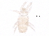  (Pygmephoridae - BIOUG23949-H09)  @14 [ ] CreativeCommons - Attribution (2015) CBG Photography Group Centre for Biodiversity Genomics
