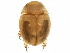  (Zeadolopus - BIOUG23420-B05)  @14 [ ] CreativeCommons - Attribution (2015) CBG Photography Group Centre for Biodiversity Genomics