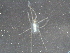  (Callidosomatinae - BIOUG23530-H05)  @11 [ ] CreativeCommons - Attribution (2015) CBG Photography Group Centre for Biodiversity Genomics