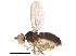 (Stiphrosoma sabulosum - BIOUG24147-G12)  @13 [ ] CreativeCommons - Attribution (2015) CBG Photography Group Centre for Biodiversity Genomics