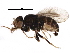  ( - BIOUG24159-C10)  @13 [ ] CreativeCommons - Attribution (2016) CBG Photography Group Centre for Biodiversity Genomics