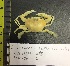  ( - RSS0011)  @11 [ ] CreativeCommons - Attribution Non-Commercial Share-Alike (2017) Moritz Sonnewald Senckenberg Naturmuseum Frankfurt